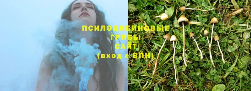 Галлюциногенные грибы Magic Shrooms  Тулун 